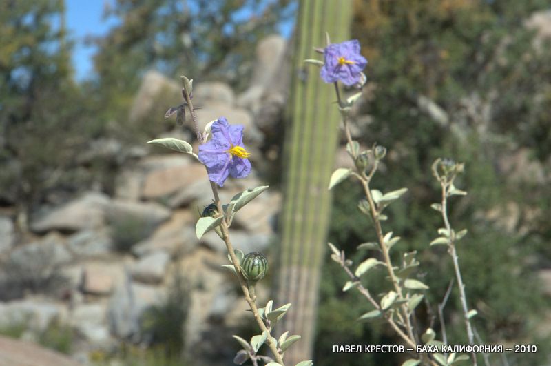 Image of Solanum hindsianum specimen.