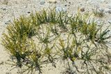 Artemisia pamirica