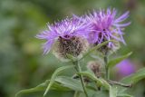 Centaurea abnormis. Верхушка побега с соцветием. Республика Адыгея, Кавказский биосферный заповедник, перевал Армянский, 1866 м н.у.м., субальпийский луг. 12.08.2023.