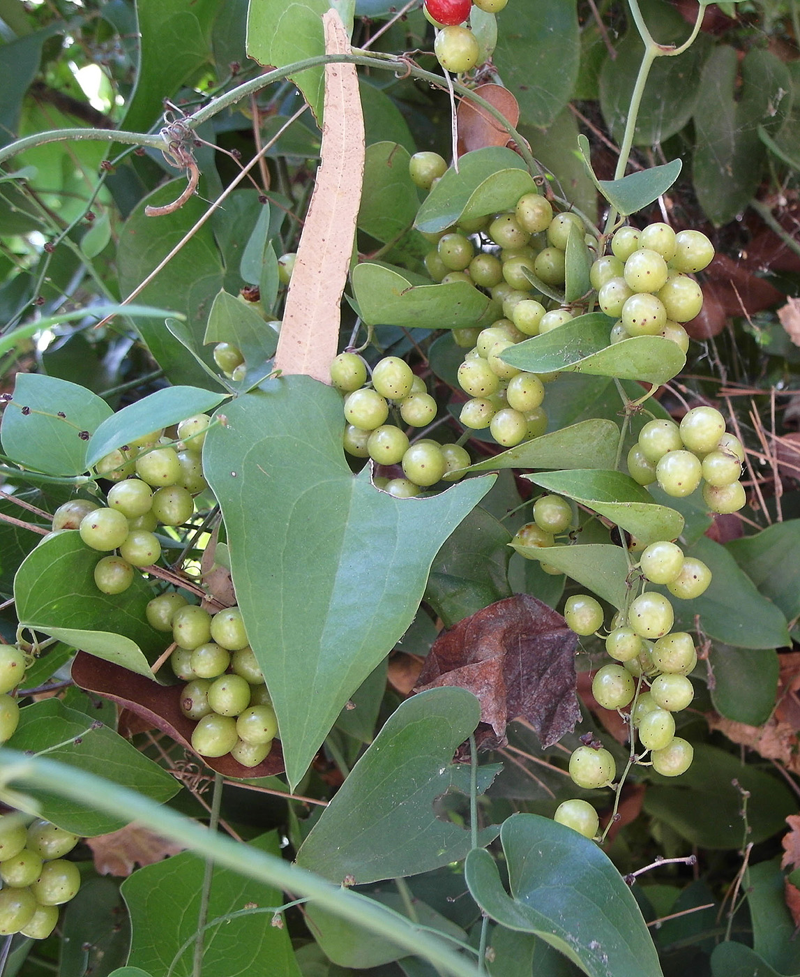 Image of genus Smilax specimen.