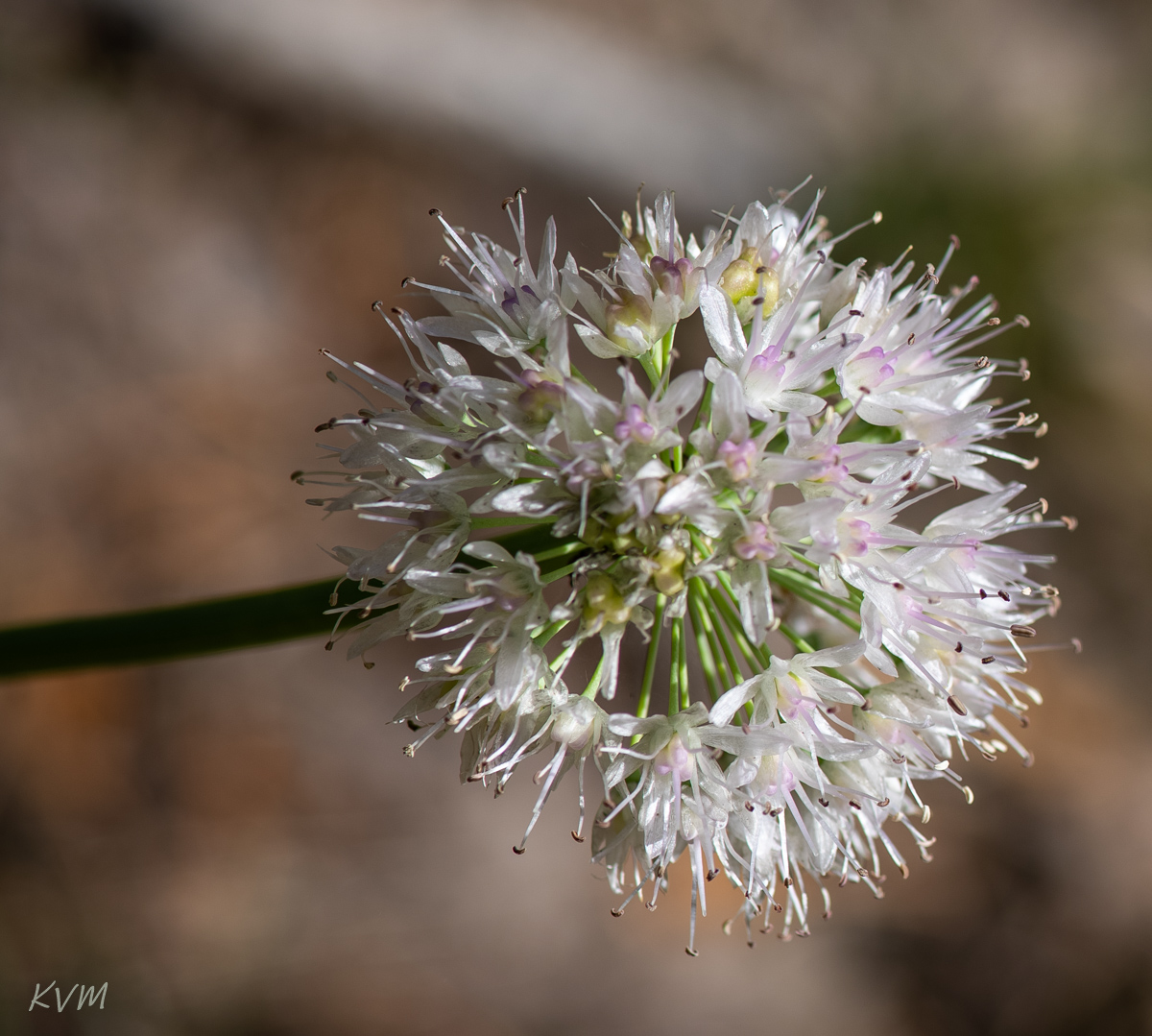 Image of Allium nutans specimen.