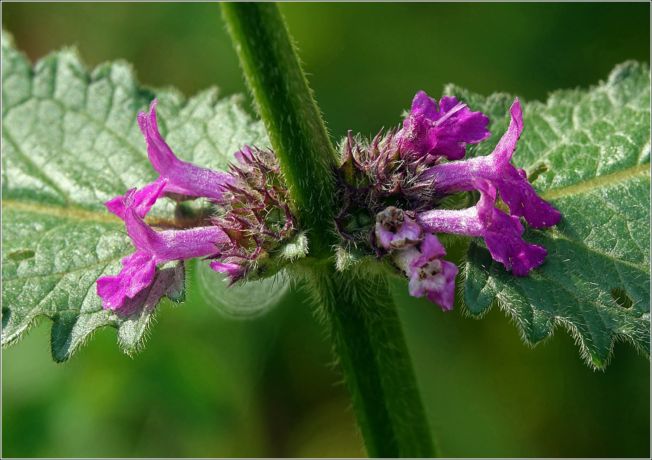 Изображение особи Betonica officinalis.