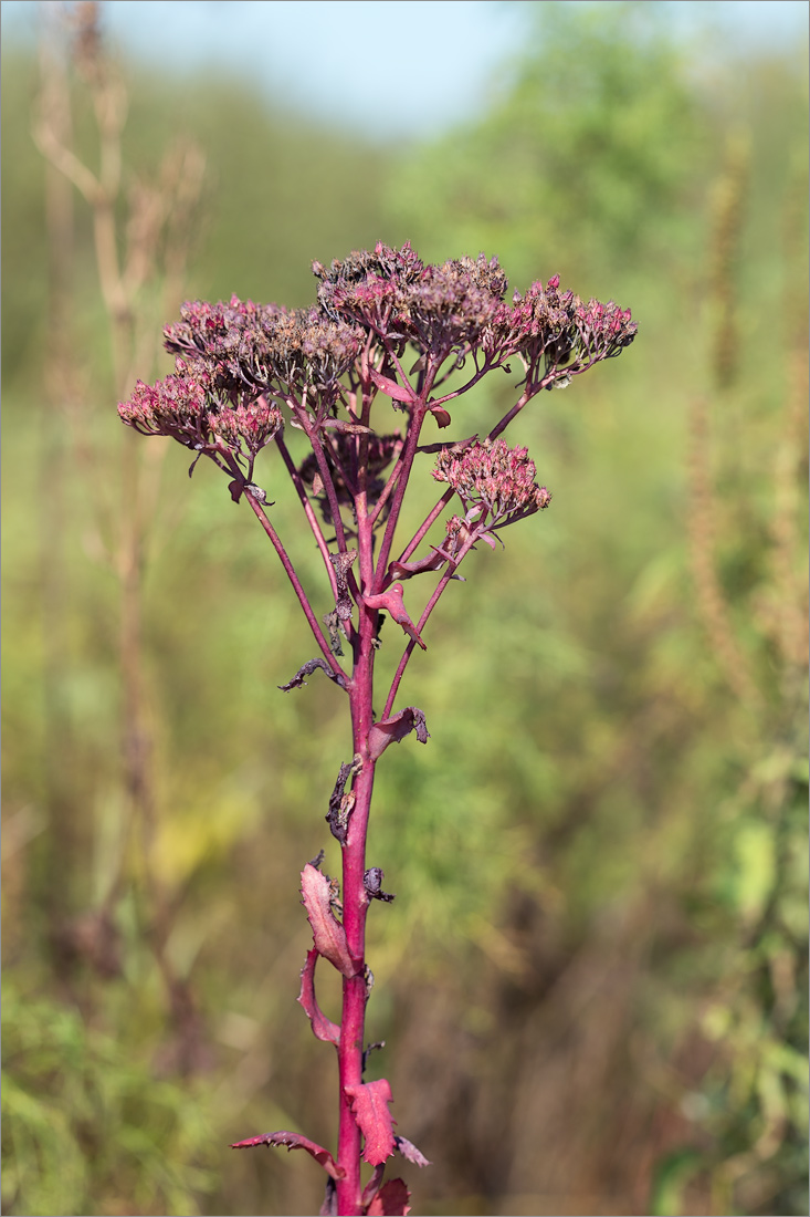 Изображение особи Hylotelephium triphyllum.