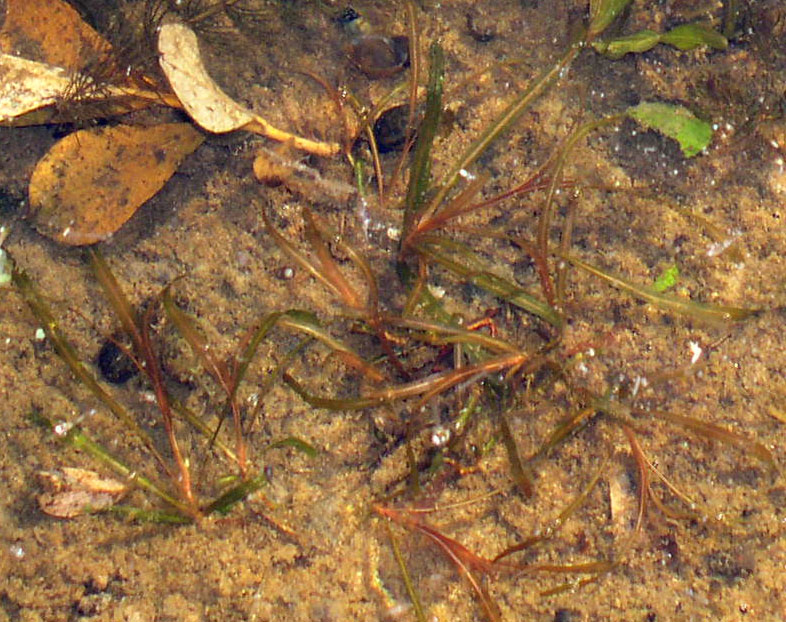 Image of Potamogeton obtusifolius specimen.