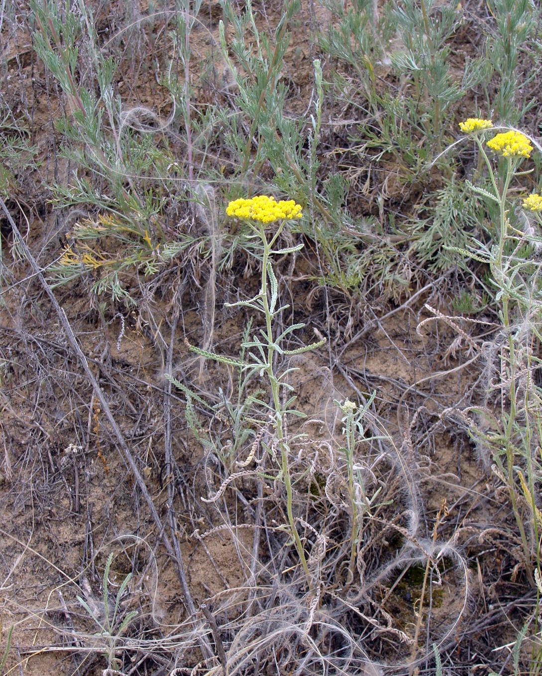 Изображение особи род Achillea.