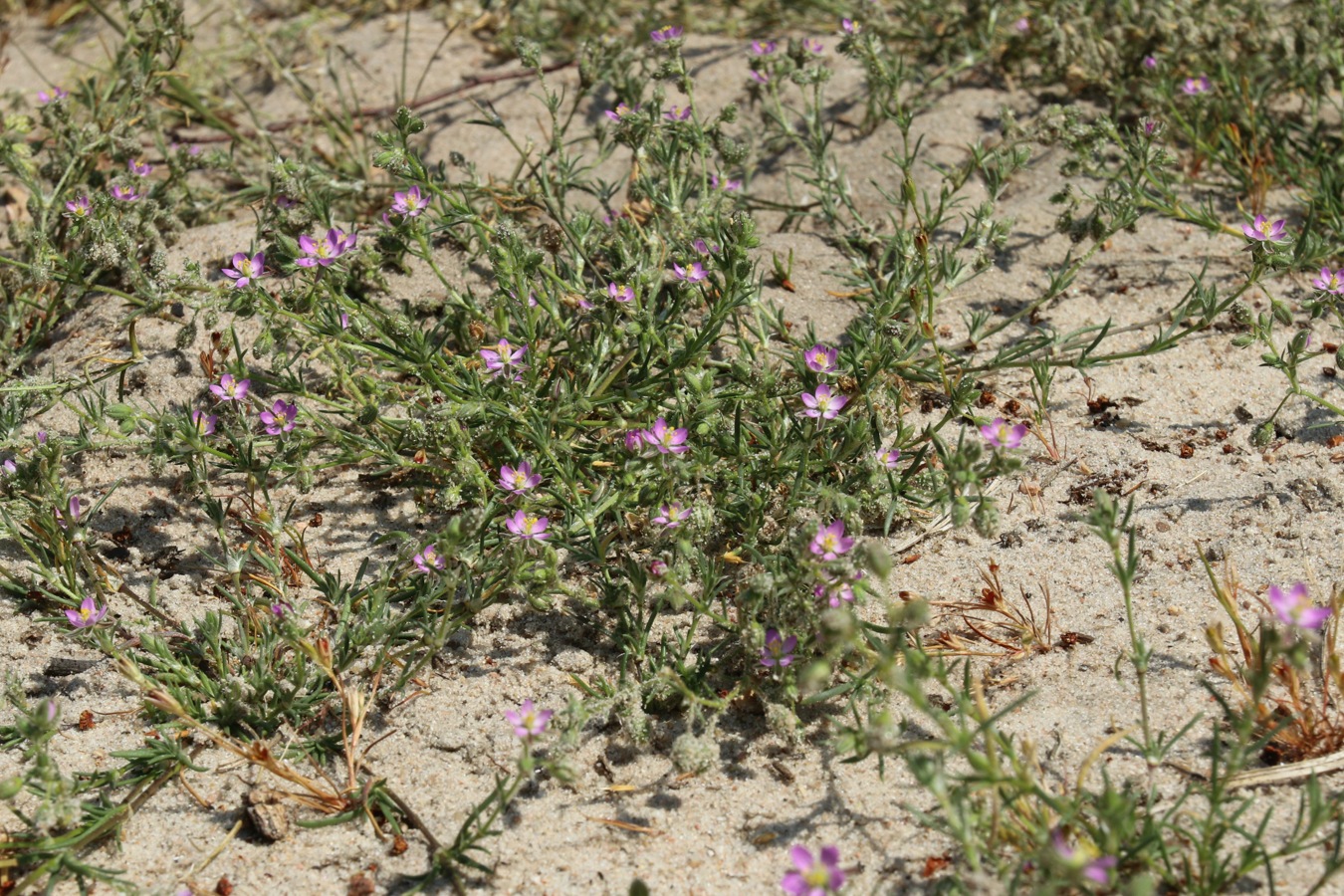 Image of Spergularia rubra specimen.