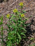 Erysimum hieraciifolium. Цветущие растения. Хакасия, Орджоникидзевский р-н, долина р. Сарала, опушка смешанного леса. 09.06.2022.