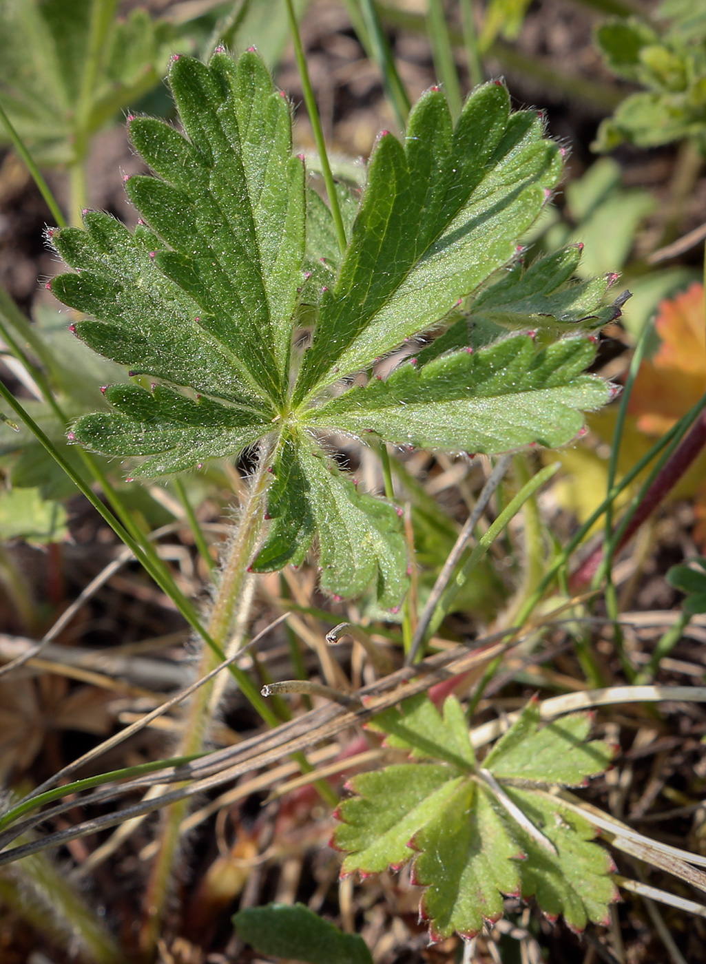 Image of Potentilla thuringiaca specimen.