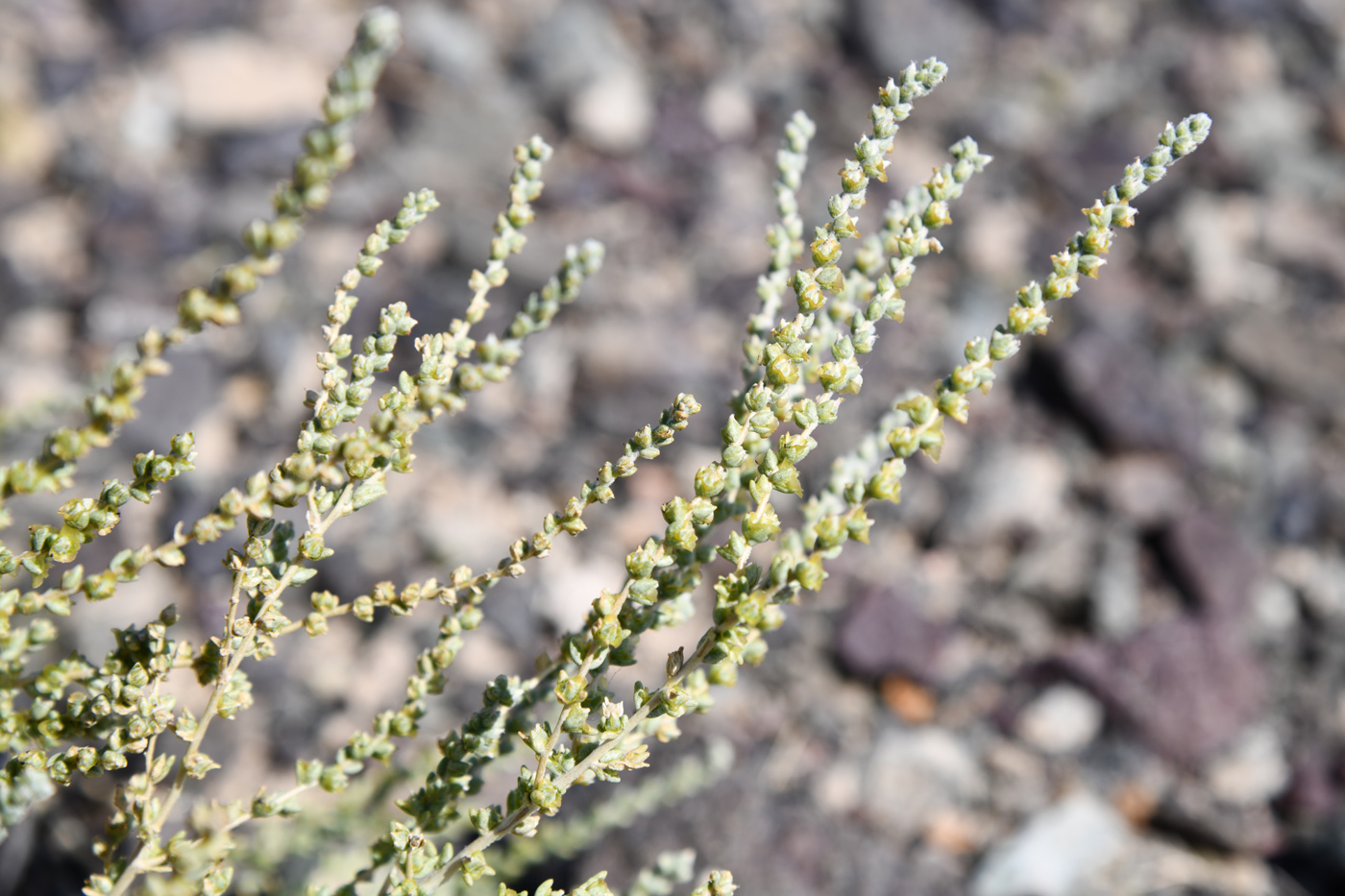 Изображение особи семейство Chenopodiaceae.