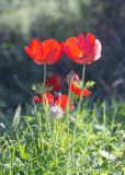 Anemone coronaria