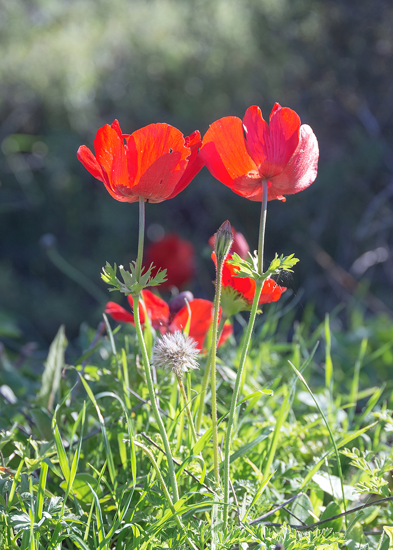 Изображение особи Anemone coronaria.