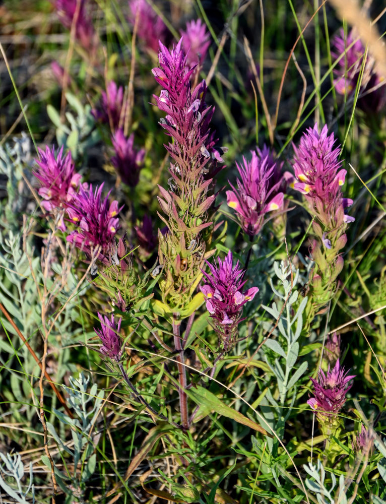 Image of Melampyrum arvense specimen.