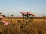 род Achillea. Верхушка цветущего растения. Новосибирская обл., Ордынский р-н, с. Новопичугово. Сентябрь 2009 г.