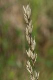 Bromus hordeaceus. Остатки соплодия после осыпания плодов. Беларусь, Витебская обл., пос. Езерище, берег р. Оболь у плотины, искусственно выровненная площадка из суглинистого грунта. 31.07.2023.