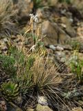 Dianthus acicularis. Доцветающее растение в сообществе с Orostachys spinosa. Башкортостан, Учалинский р-н, Миндякский сельсовет, каменистый склон горы Акбура ≈ 750 м н.у.м. 3 сентября 2023 г.