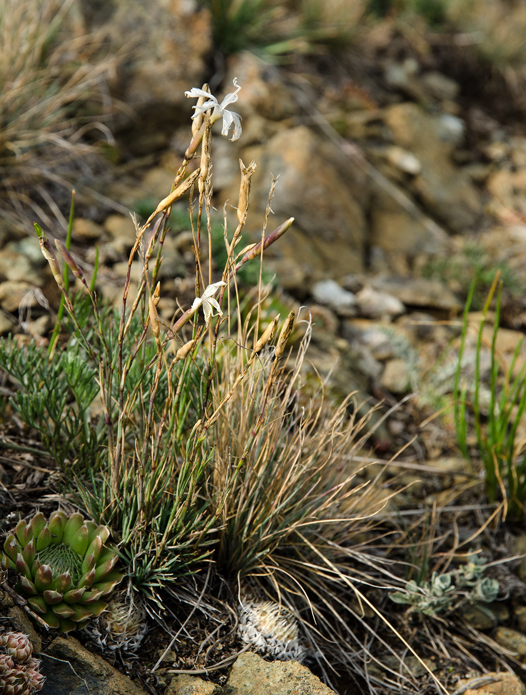 Image of Dianthus acicularis specimen.