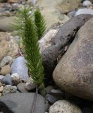 Equisetum telmateia