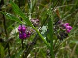 Symphytum officinale. Верхушка побега с соцветиями. Украинские Карпаты, Свалявский район, долина р. Пиня возле с. Солочин. Сентябрь 2006 г.