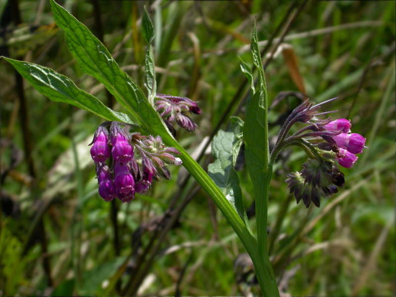 Изображение особи Symphytum officinale.