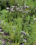 Ixeridium gramineum