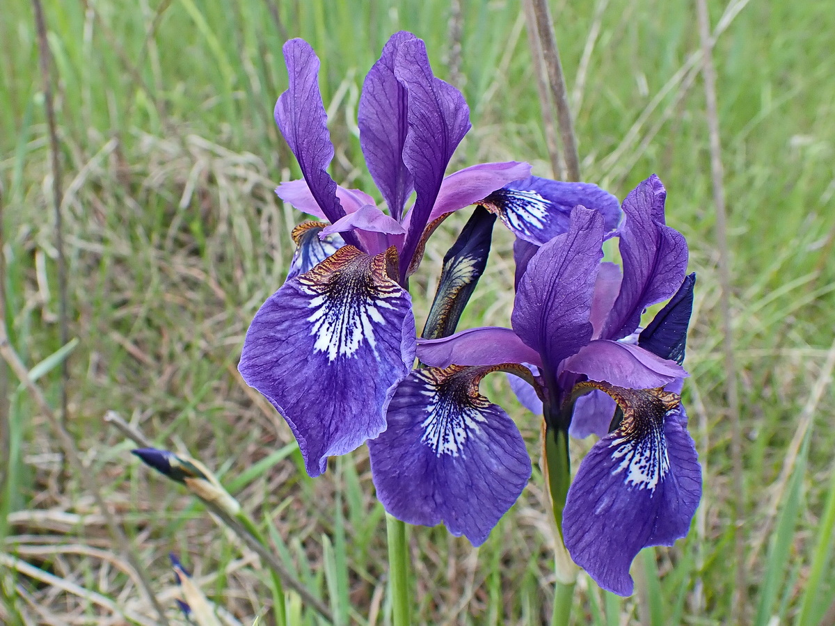 Image of Iris sanguinea specimen.
