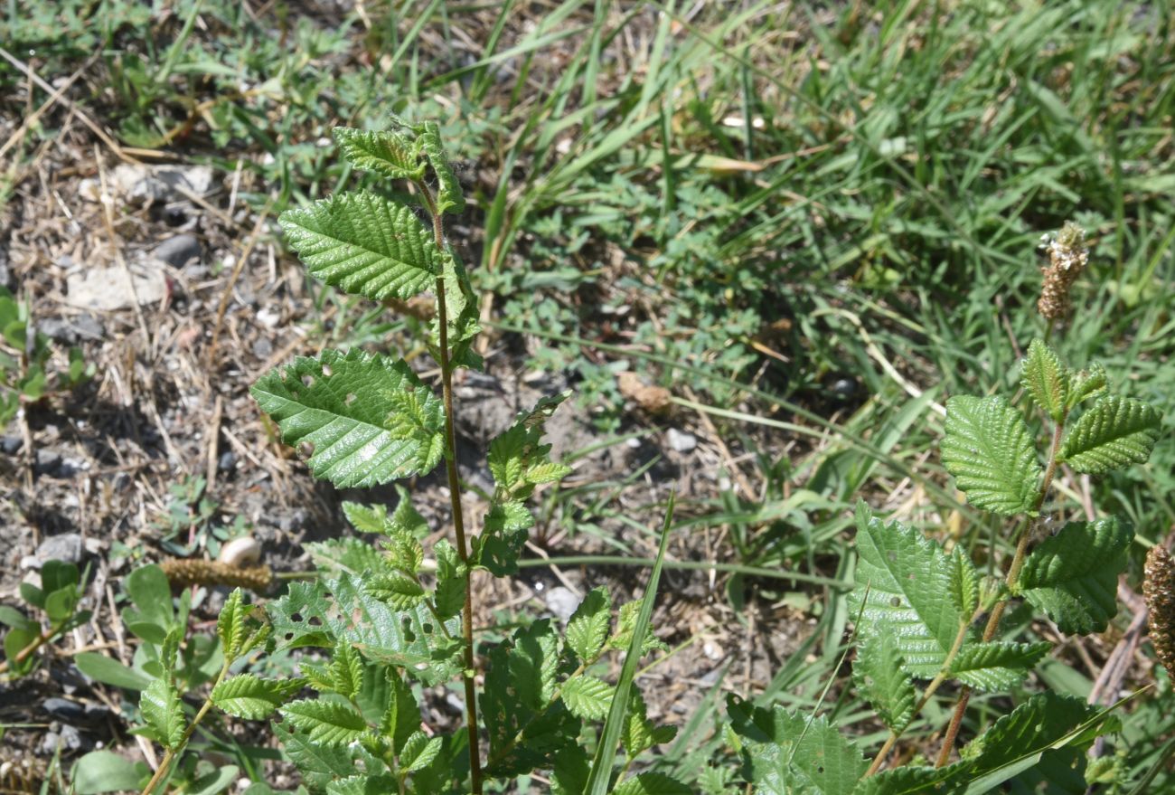 Image of genus Ulmus specimen.
