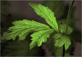 Geum urbanum