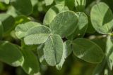 Trifolium canescens