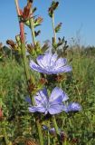 Cichorium intybus. Верхушки побегов с соцветиями. Смоленская обл., Смоленский р-н, окр. пос. Каспля. 19.07.2010.