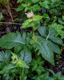 Cirsium oleraceum