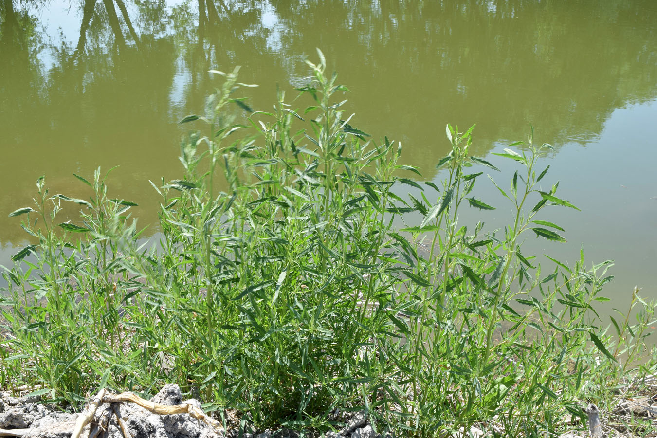 Изображение особи Atriplex littoralis.