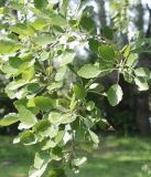 Populus × canescens