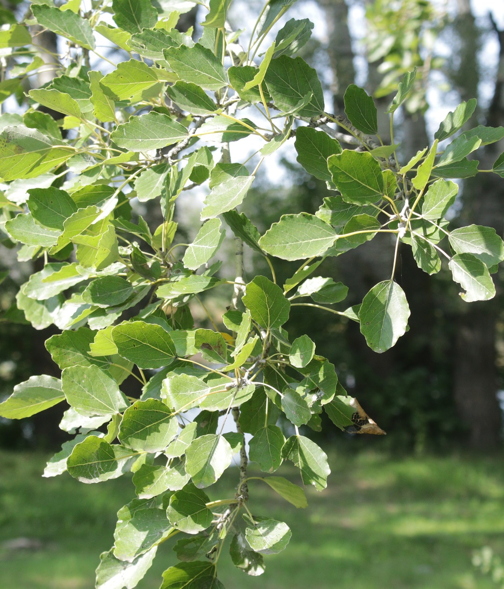 Image of Populus × canescens specimen.