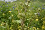 genus Arctium. Верхушка растения с развивающимся соцветием. Чечня, Шаройский р-н, долина р. Цесиахк, около дома Патимат, выс. 1800 м н.у.м., луг. 27 июня 2024 г.