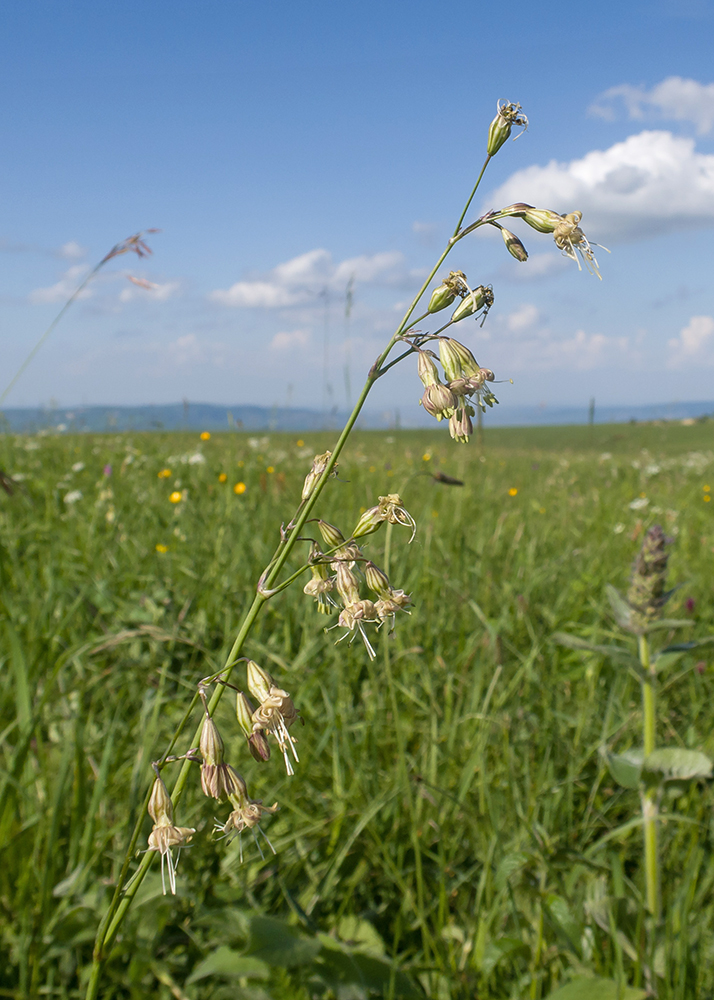 Image of Silene saxatilis specimen.