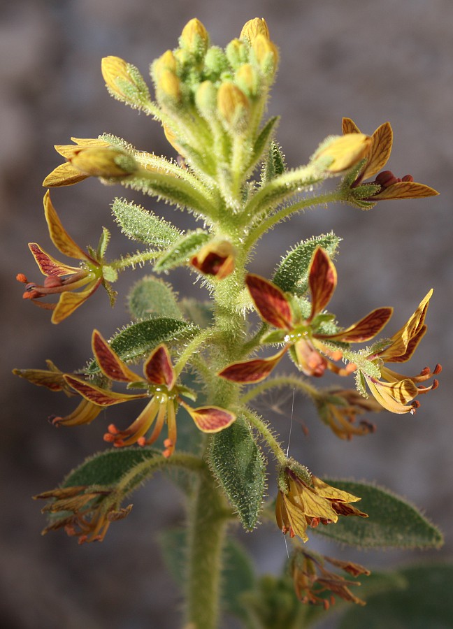 Image of Cleome arabica specimen.