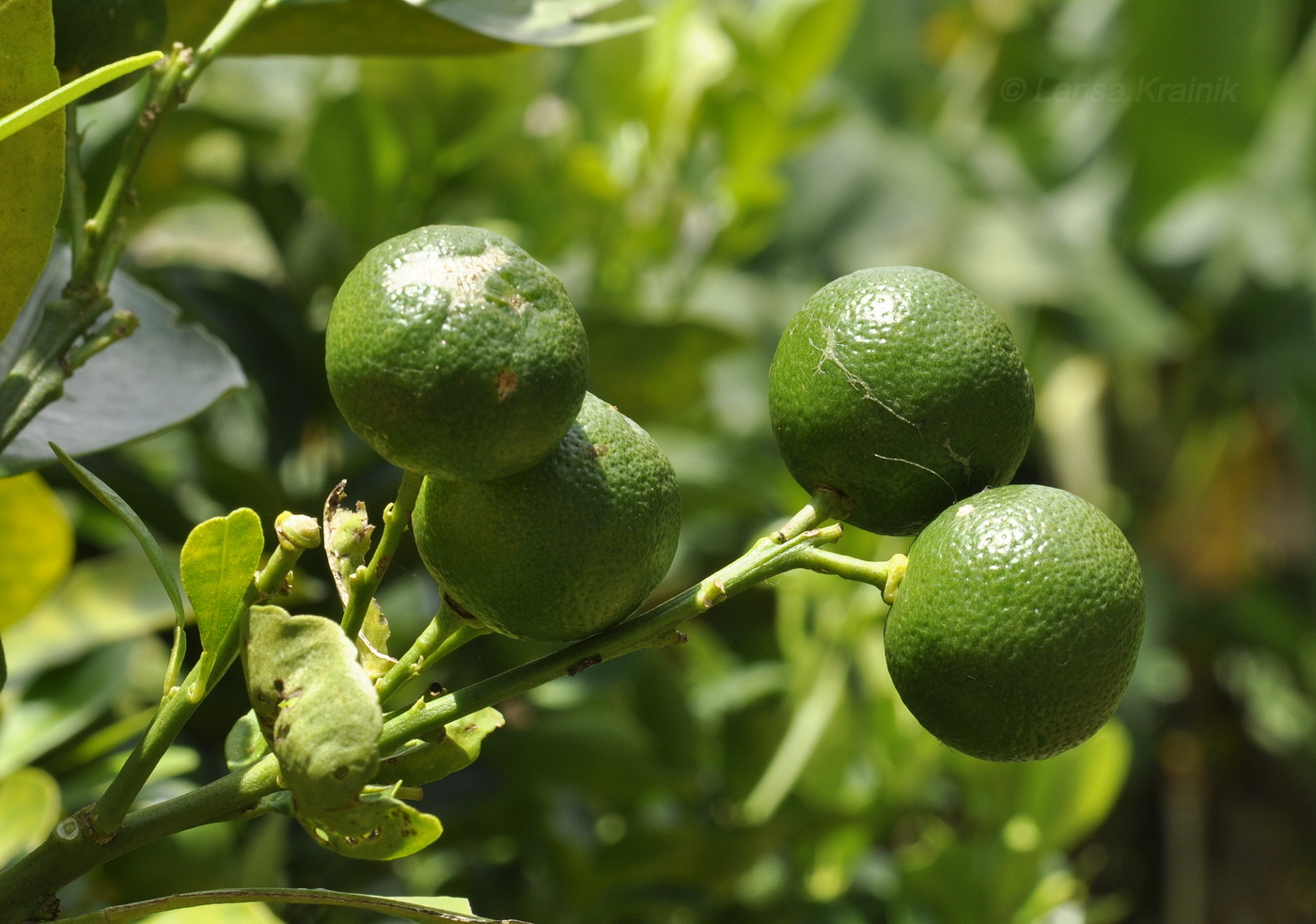 Image of genus Citrus specimen.