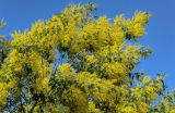 Acacia dealbata
