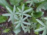 Gymnospermium alberti
