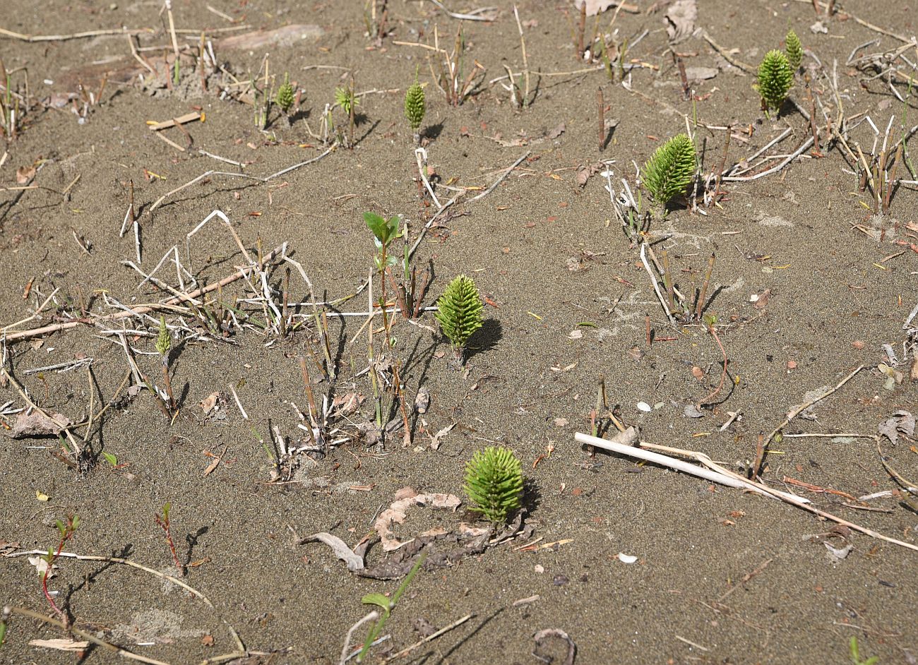 Image of Equisetum telmateia specimen.