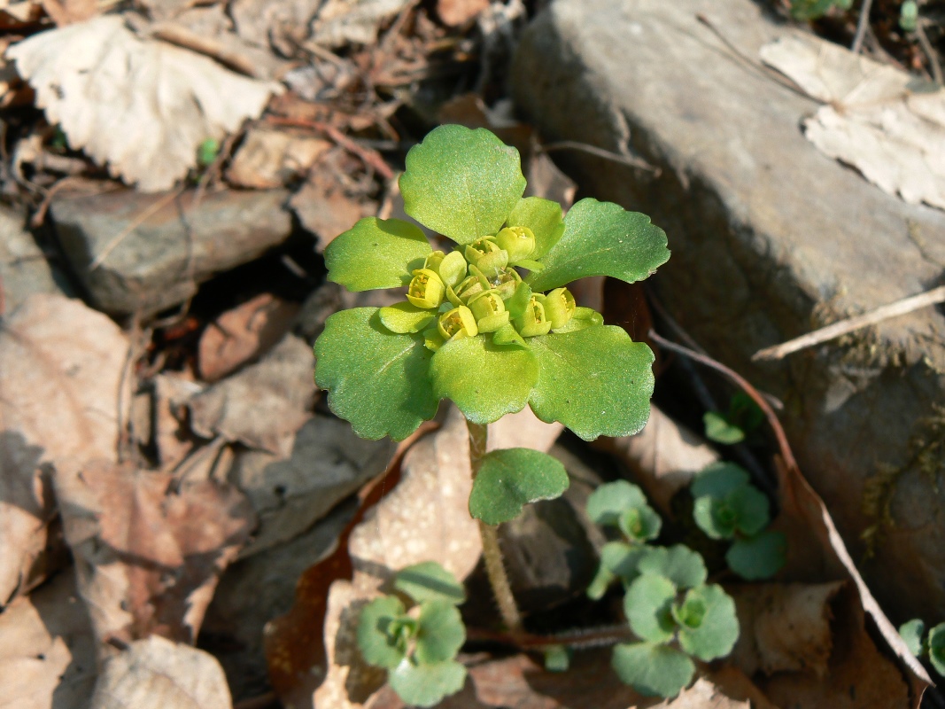 Image of genus Chrysosplenium specimen.
