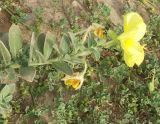 Oenothera drummondii