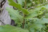 Verbascum spectabile