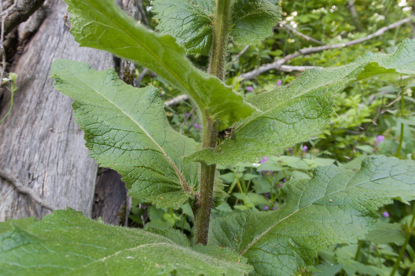 Image of Verbascum spectabile specimen.