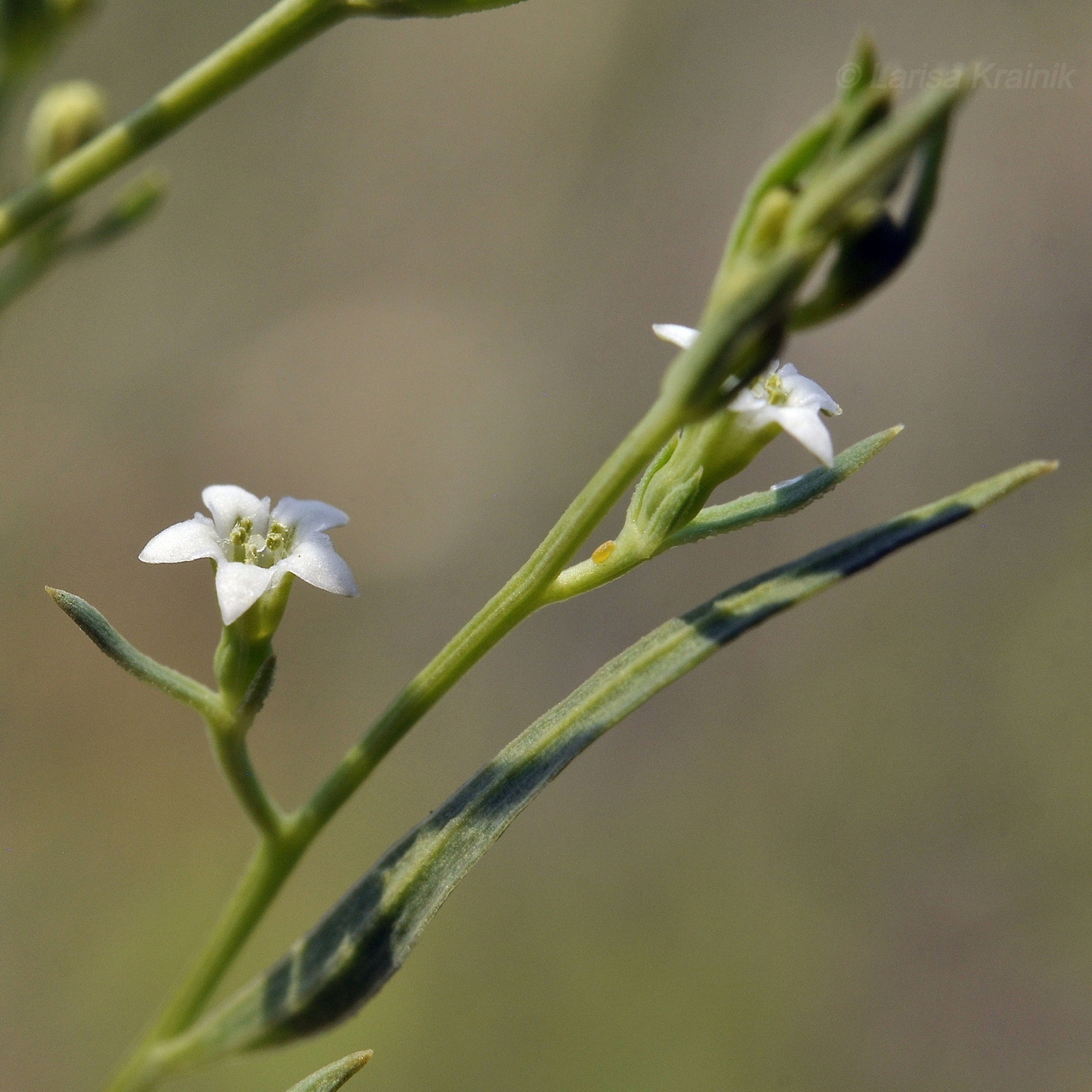 Image of Thesium chinense specimen.