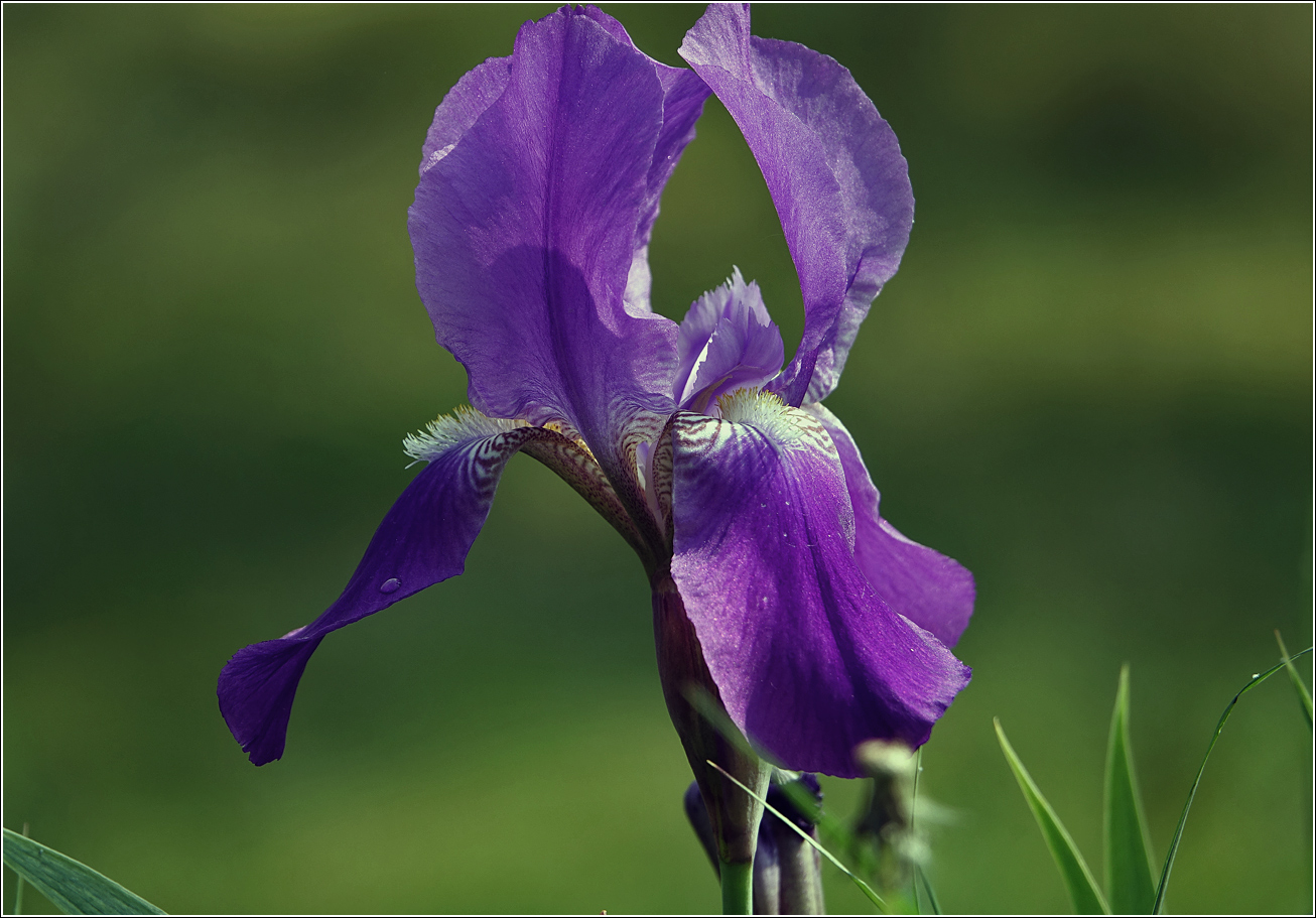 Image of Iris nyaradyana specimen.
