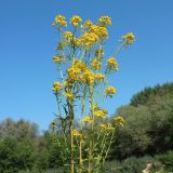 род Erysimum