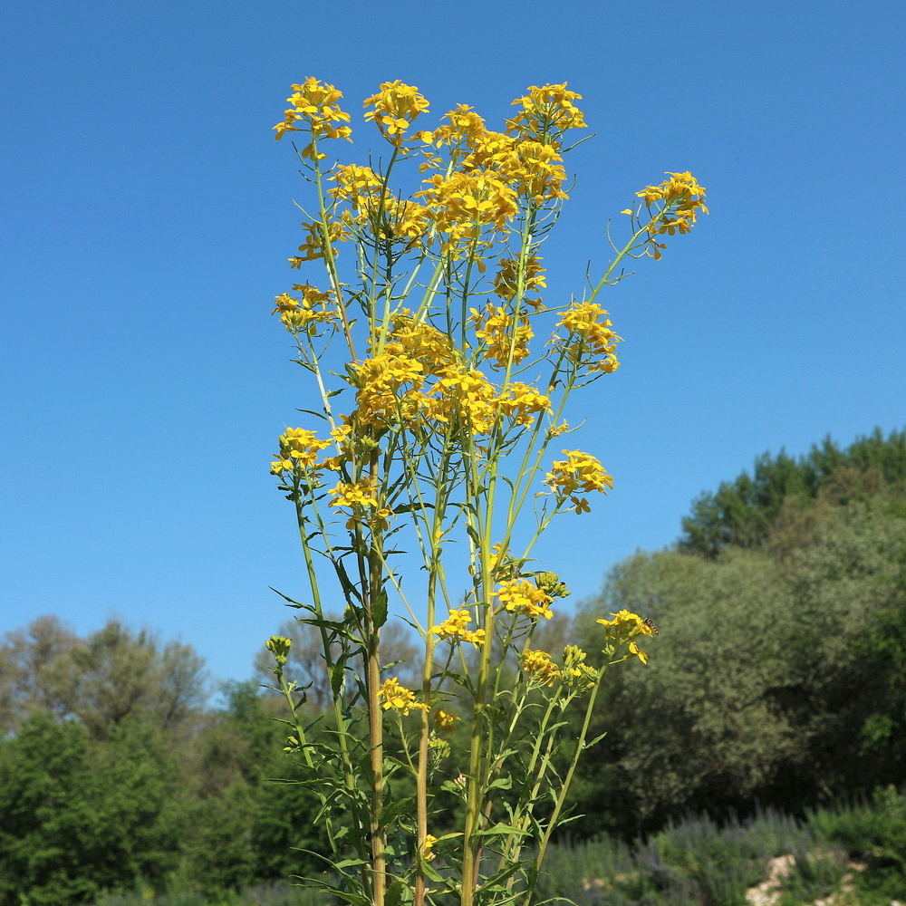Image of Erysimum aureum specimen.