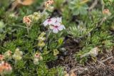 Androsace villosa