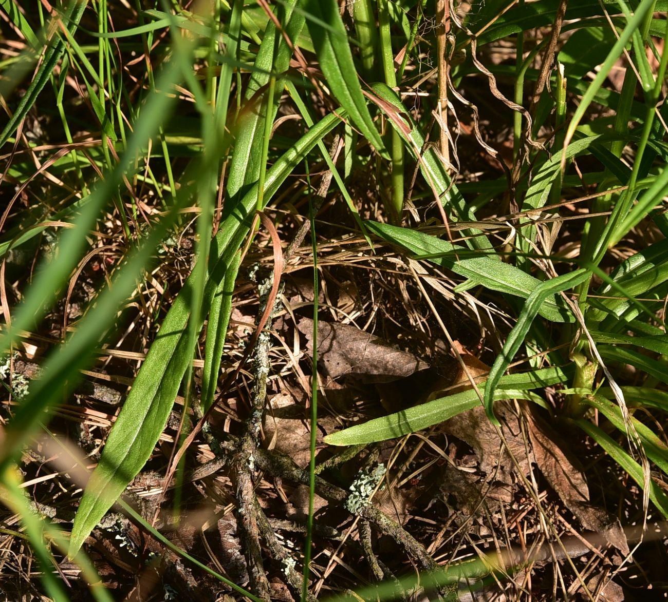 Image of Campanula persicifolia specimen.